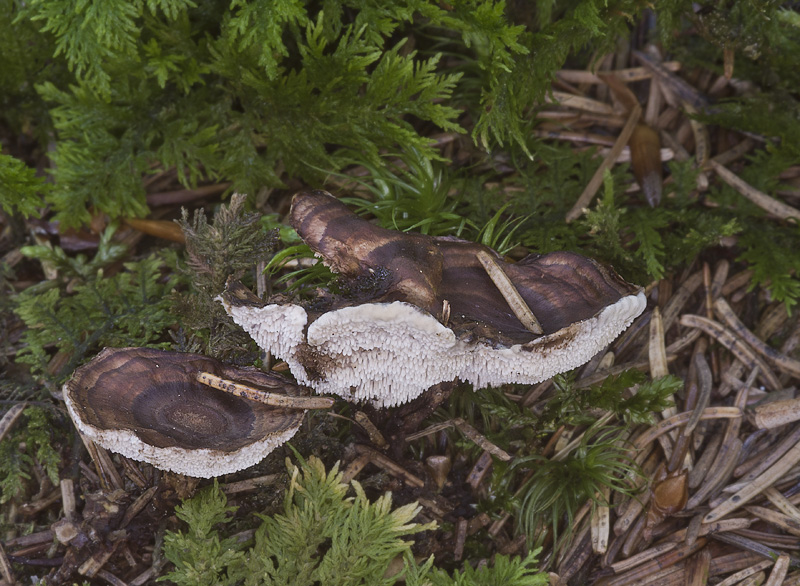 Phellodon tomentosus